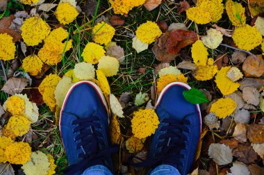Sonbahar yaprakları ve çimenlerin arka planında mavi spor ayakkabılar. Yukarıdan görüntüle.