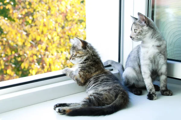 Two Little Kittens Sitting Window Looking — Stock Photo, Image