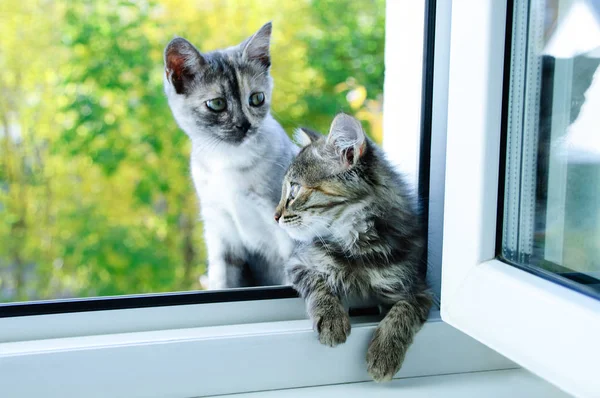 Dois Gatinhos Pequenos Estão Sentados Janela Olhando Para Fora Close — Fotografia de Stock