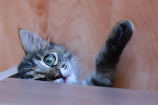 ベッドの下から小さな灰色の子猫がうそをついている 上からの眺め — ストック写真