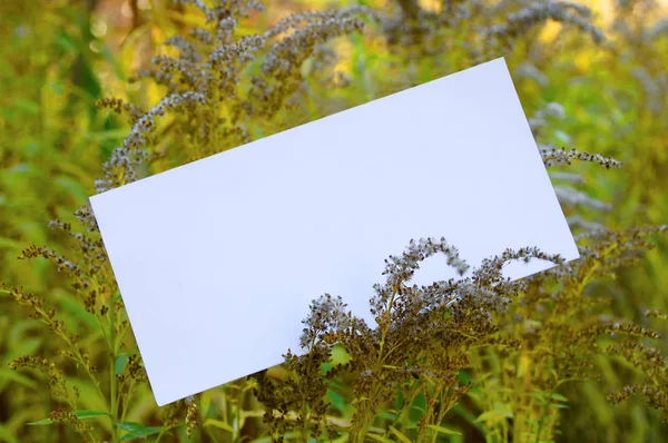 Білий Чистий Аркуш Паперу Фоні Осінньої Жовтої Трави Крупним Планом — стокове фото