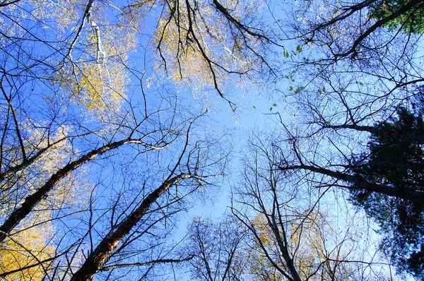 Las Coronas Los Árboles Bosque Otoño Contra Cielo Azul Vista — Foto de Stock