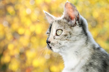 Sonbaharda bulanık arka planda küçük gri bir kedi yavrusunun portresi..