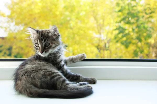 Retrato Gatinho Sentado Janela Fundo Natureza Desfocada Outono — Fotografia de Stock