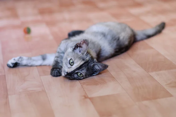 Pequeno Gatinho Cinza Jaz Chão Sala Jogo Bola — Fotografia de Stock