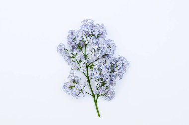 Beyaz arka planda leylak rengi bir dal. Yukarıdan görüntüle.