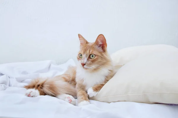 Beige Young Cat Lying Pillow White Sheet — Stock Photo, Image
