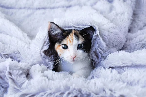 一只毛色的小猫从灰色的毛毯里往外看 后续行动 — 图库照片