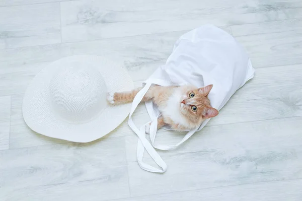 Zero waste concept. A beige cat on the floor of a room with a white cotton bag and a straw hat.