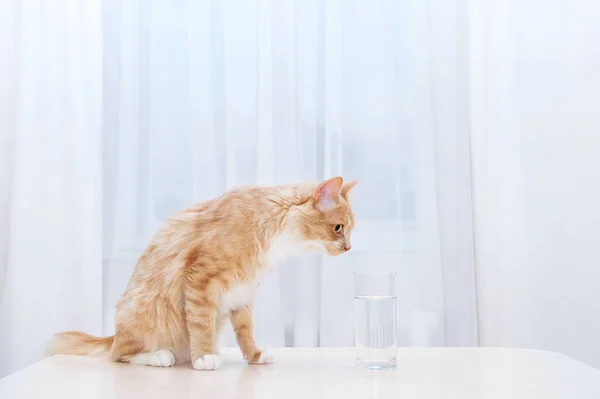 Gato Bege Água Mesa Copo Cozinha — Fotografia de Stock