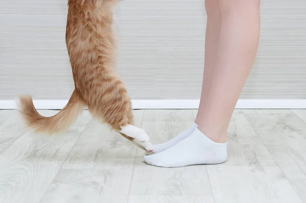 一只白种人女人的腿 穿着白袜 一只米色猫的爪子 站在房间的内部侧视图中 — 图库照片