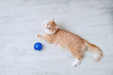 Kızıl kedi yeni yıl mavi topuyla yerde yatıyordu. Yukarıdan görüntüle.