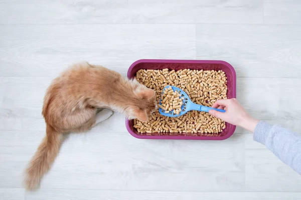 Wood shavings for cat litter. Ginger cat at the tray. View from above.