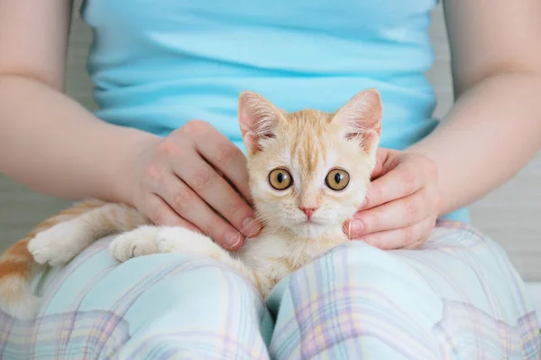 Beyaz Bir Kadının Kucağında Küçük Bej Bir Kedi Yavrusu — Stok fotoğraf
