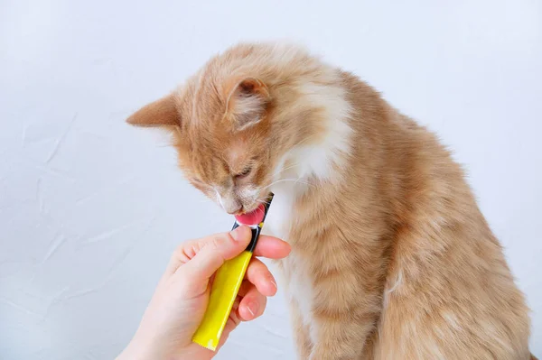 Kızıl saçlı bir kedi, beyaz bir kadının elindeki bir paketten bir ziyafet yer..