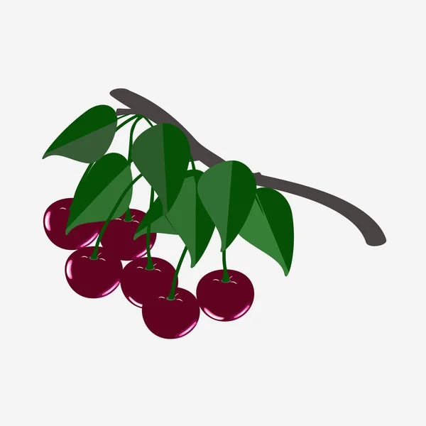 Cherry Gren Isolerade Vitt Vektorillustration — Stock vektor