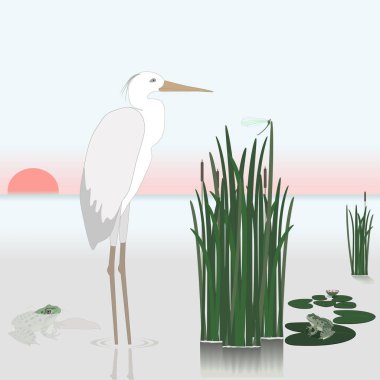 Güzel göl sazlık, balıkçıllar ve kurbağalar. Gün batımı. Vektör.