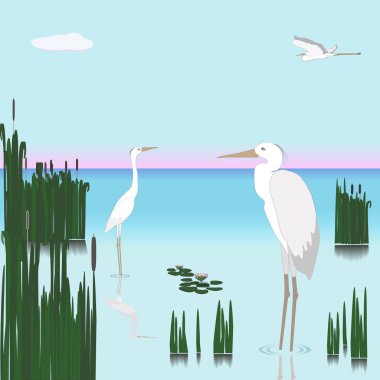 Güzel göl sazlık, balıkçıllar ve kurbağalar. Gün batımı. Vektör.