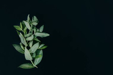 karanlık bir arka plan üzerine nane Şubesi