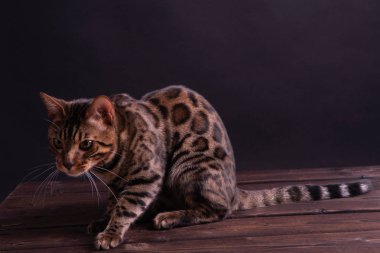Ahşap masa üzerinde Bengal leopar kedi, siyah arka plan, düşük anahtar