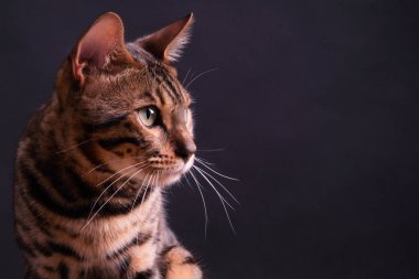 Ahşap masa üzerinde Bengal leopar kedi, siyah arka plan, düşük anahtar