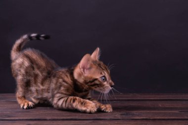 Ahşap masa üzerinde Bengal kedi yavrusu, siyah arka plan, düşük anahtar