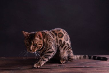Ahşap masa üzerinde Bengal leopar kedi, siyah arka plan, düşük anahtar