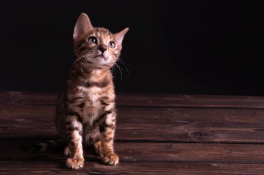 Ahşap masa üzerinde Bengal kedi yavrusu, siyah arka plan, düşük anahtar