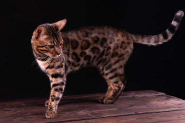 Ahşap masa üzerinde Bengal leopar kedi, siyah arka plan, düşük anahtar