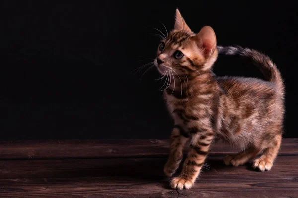 Bengal kitten on wooden table, black background, low key — Stock Photo, Image