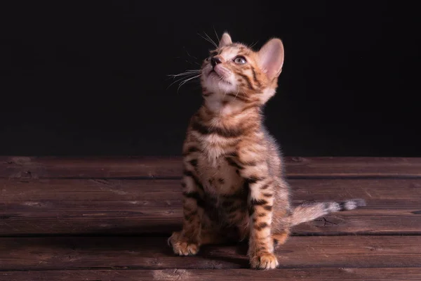 Gatito de bengala sobre mesa de madera, fondo negro, tono bajo — Foto de Stock