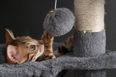 güzel Bengal kedi çizilme sonrası oynuyor.