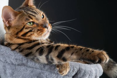 hammok güzel Bengal kedi, clouse kadar