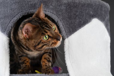 güzel Bengal kedi çizilme sonrası oynuyor.