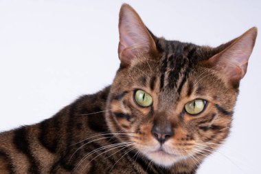 beyaz bir arka plan üzerinde güzel Bengal kedi portresi, clouse kadar