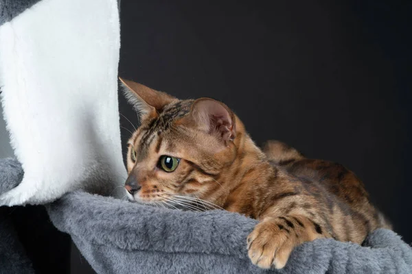 Красивая бенгальская кошка в Хаммоке, пристегнись — стоковое фото