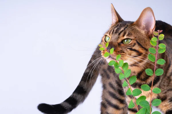 Красивая бенгальская кошка нюхает листья, белый фон, пристегнуться, скопировать пространство . — стоковое фото
