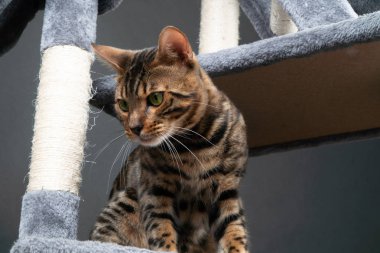 güzel Bengal kedi çizilme sonrası oynuyor.