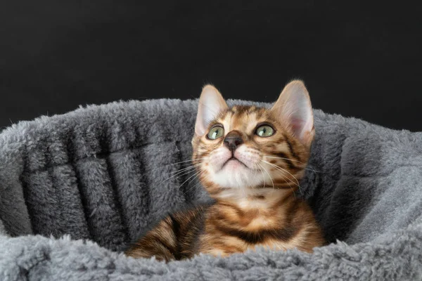 Прекрасный бенгальский котенок в гамаке. clouse up — стоковое фото
