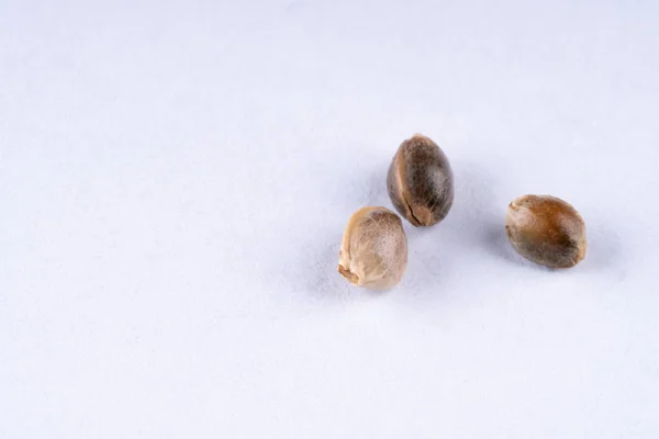 Semena konopí na bílém pozadí, makro — Stock fotografie