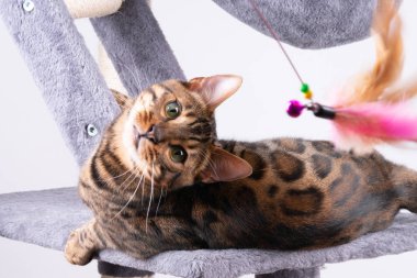 güzel Bengal kedi çizilme sonrası oynuyor.