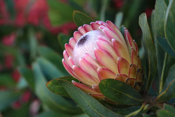 Doğa arka plan ile pembe protea çiçek closeup