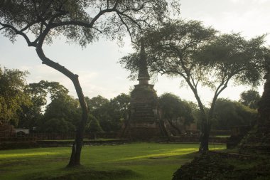 Stupa Wat Phra Si Sanphet Ayutthaya, Tayland içinde iki ağaç arasında