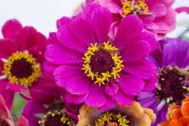 Pembe çiçek açan makro zinnia (daisy ailesine ait)