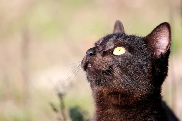 Siyah kedi dikkatle seyir makro