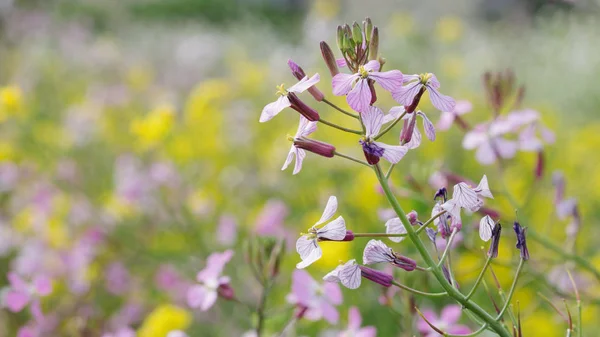 Primo Piano Fiori Cavolo Fioritura Con Sfondo Natura — Foto Stock