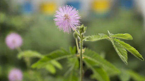 Closeup mükemmel bloom bir duyarlı bitkinin üzerinde (mimosa pudica, Uykulu bitki, dokunma bana)