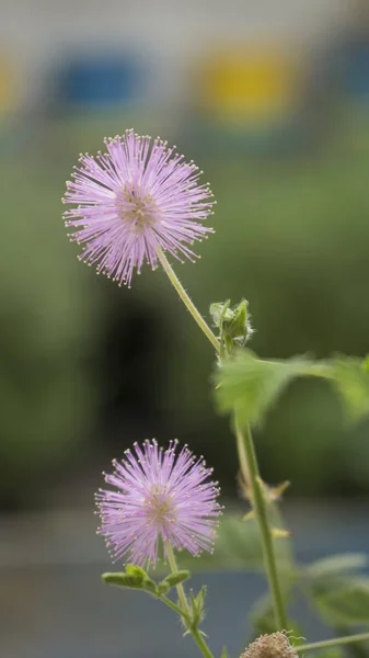 İki narin çiçek açan çiçekler bir mimosa pudica bitkinin (olarak da bilinen duyarlı bitki, Uykulu bitki veya touch-me-not)