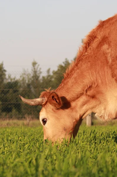 Close up of brown cow eating grass