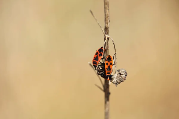 Dos Bichos Fuego Una Ramita Seca Pyrrrocoris Apterus Insecto — Foto de Stock